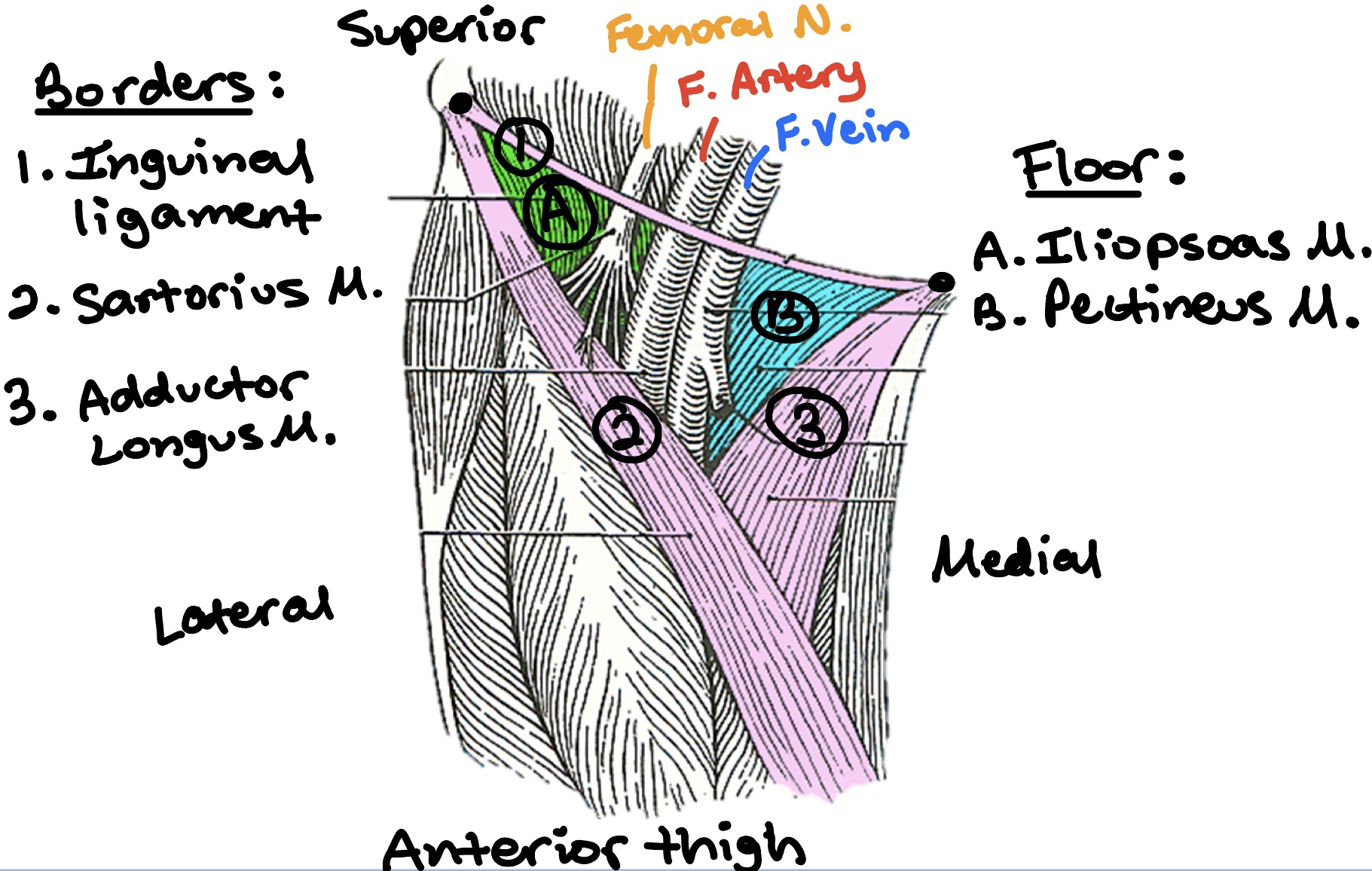 <p><u>Borders: </u></p><ul><li><p>1. Inguinal Ligament</p></li><li><p>2. Sartorius Muscle</p></li><li><p>3. Adductor Longus Muscles</p></li></ul><p><u>Floor:</u></p><ul><li><p>A. Iliopsoas Muscle</p></li><li><p>B. Pectineus Muscle</p></li></ul><p></p>