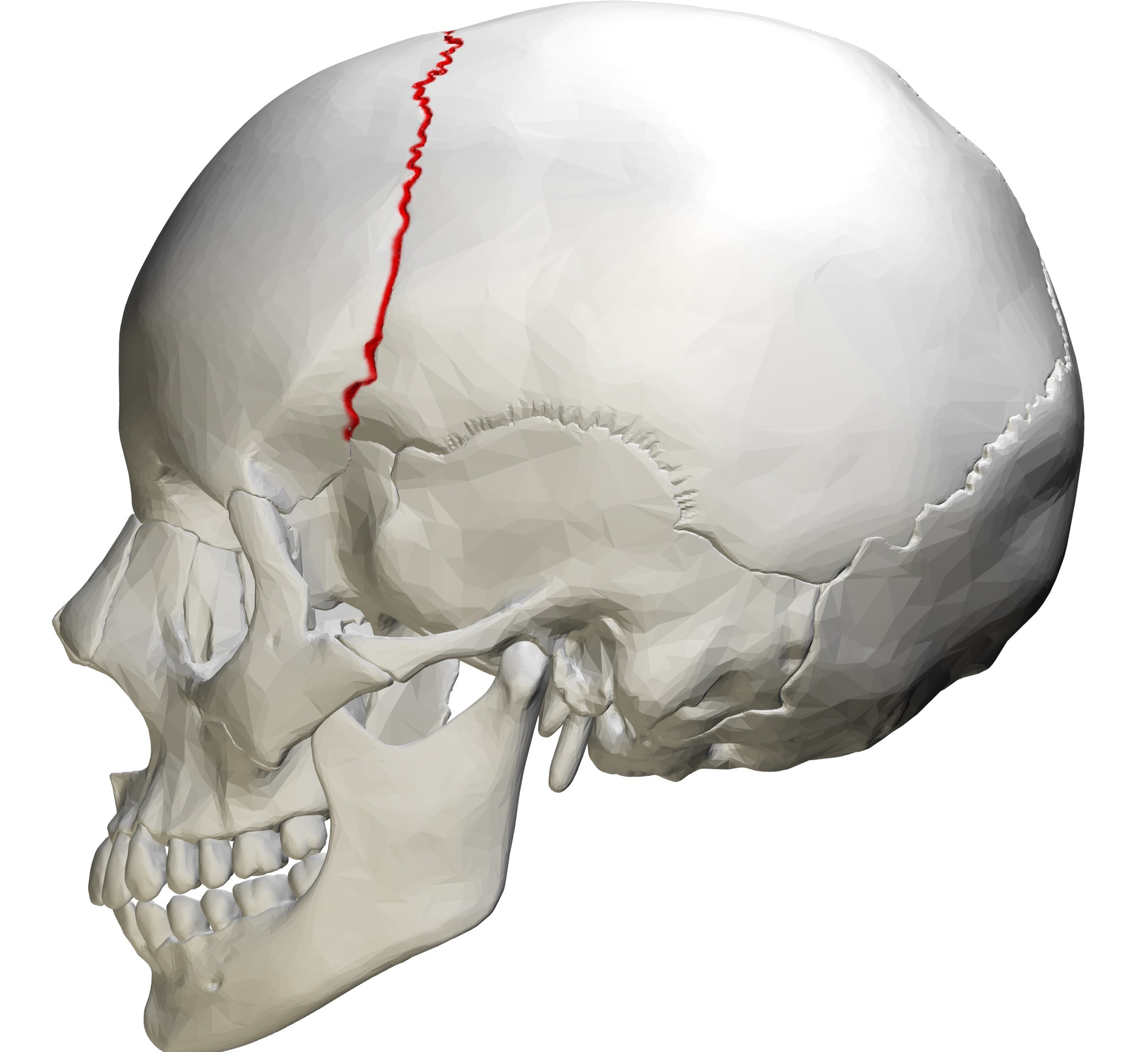 <p>what suture is this and what bones does it connect</p>
