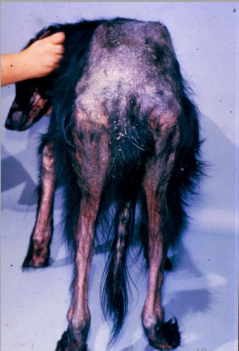 <p>What parasite caused this <strong>red flaky skin</strong> on this dog?</p>