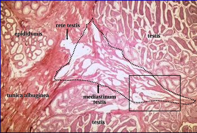 <p>Canine testis and epididymis.</p><p>The figure was taken at the region where the <u>seminiferous tubules of the testis connect with the efferent ducts of the epididymis</u> via the <strong>rete testis. </strong></p><p>In the center of the figure is the <strong>mediastinum testis </strong>(dotted line), within which are contained the rete testis. </p><p>The rete testis can be seen penetrating the tunica albuginea toward the epididymis. </p>