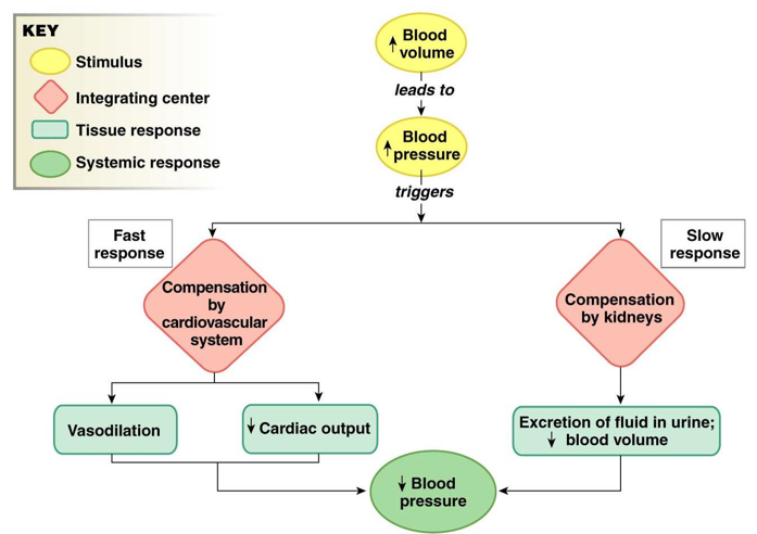 <p>increase blood volume = increase blood pressure</p><ul><li><p><u>fast response</u>: vasodilation, decrease cardiac output = drop BP</p></li><li><p><u>slow response</u>: kidneys excrete fluid in urine, decrease blood volume = drop BP</p></li></ul>