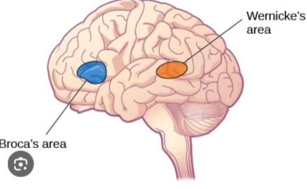 <p>Responsible for speech production. Damage to this area can result in Broca’s Aphasia, which impairs speaking ability. Located in the left frontal lobe.</p>