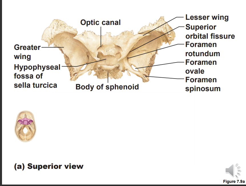 <p>body - central bit we have the sella turcica and optic canal</p><p>lesser wing </p><p>greater wing - foramen rotundum, ovale and spinosum </p>