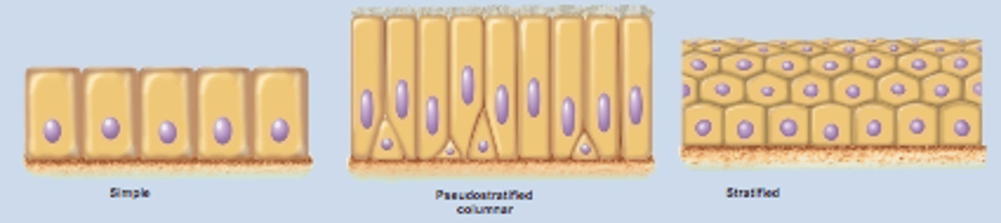 <p>- simple (one cell thick)</p><p>- pseudostratified (single layer of cells where all cells don't reach apical surface)</p><p>- stratified (many layers thick)</p>