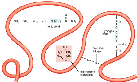 <p><span>This molecule shows:</span></p>