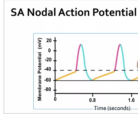 <ul><li><p>find these nodal and conducting cells at the SA node, AV node, atrioventricular bundles, subendocardial branches </p></li><li><p>SA node is found in the right atrium, and is commonly called the pacemaker of the heart because it sets how many BPM your heart is going at </p></li><li><p>SA node has no stable RMP - the lowest it gets is -60mV, and has a -40mV threshold </p><ul><li><p>Sodium and calcium move into the cell to make it more positive, and we try to prevent potassium from moving out </p><ul><li><p>The yellow line in the image is a graded potential called a pacemaker potential - the movement of positive ions is what causes this graded potential, and the nodal cells try to prevent potassium from leaking </p></li></ul></li><li><p>Depolarization of the SA node is caused by the opening of calcium voltage-gated channels at the threshold, and then calcium moves in </p></li><li><p>in repolarization K+ moves out the cell </p></li></ul></li></ul><p></p>