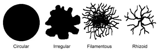 <p><mark data-color="red">Colony Shape</mark></p><p>Can you label, describe and explain what this diagram is/shows?</p>