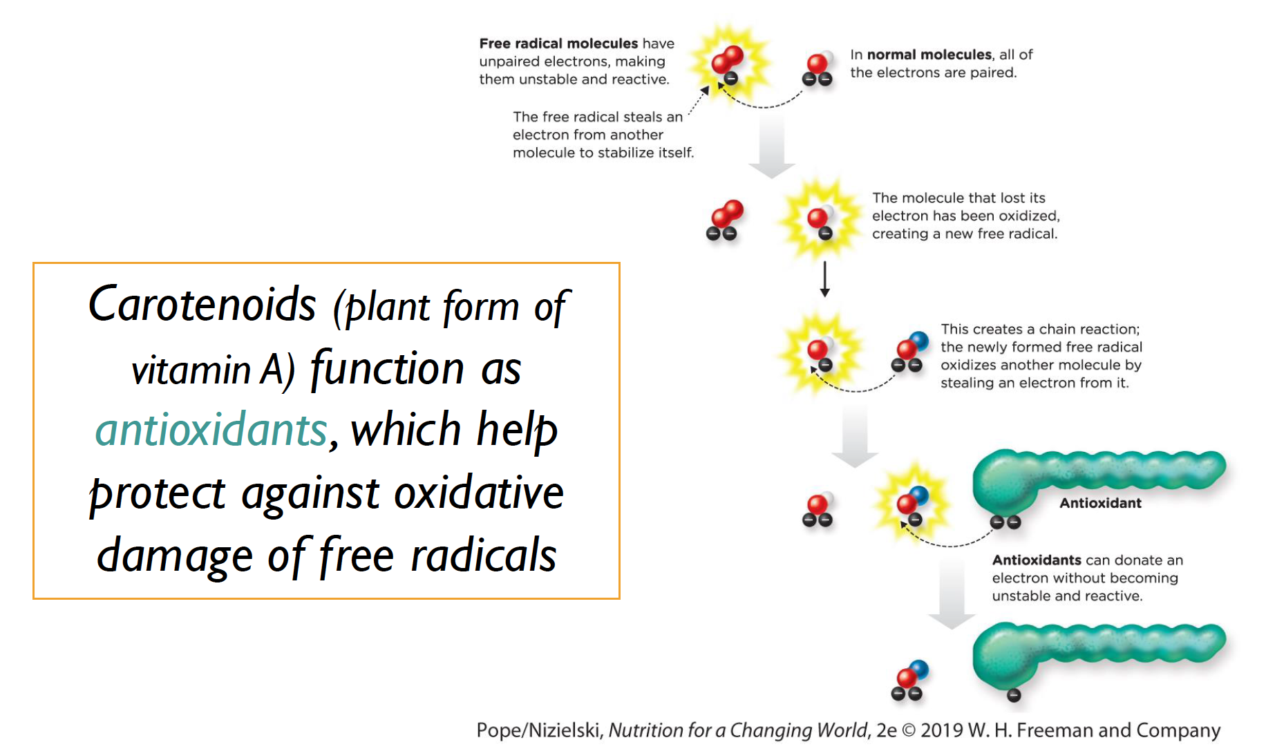 <p>YES! they help to protect from free radicals! </p>