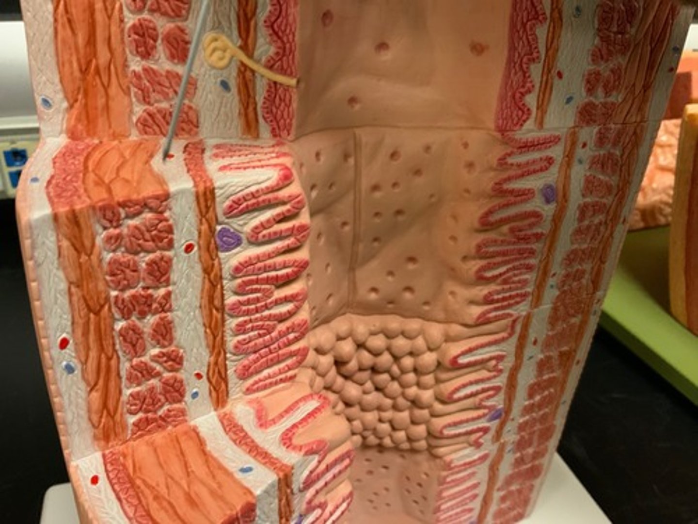 <p>last layer</p>