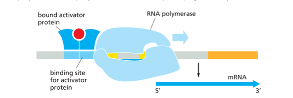 <p>Work on promoters that on contrast to the promoter for tryptophan, are only marginally stable and position RNA polymerase on their own.</p><p>These inefficient promoters can be made full functional by activator proteins that bind to a nearby regulatory sequence and make contact with the polymerase, helping initiate transcription&nbsp;</p><p></p>