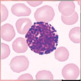 <p>(granulocyte)</p><p>large violet granules (obscure S-shaped nucleus)</p>