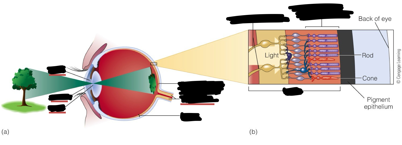 <p>Identify these structures</p>