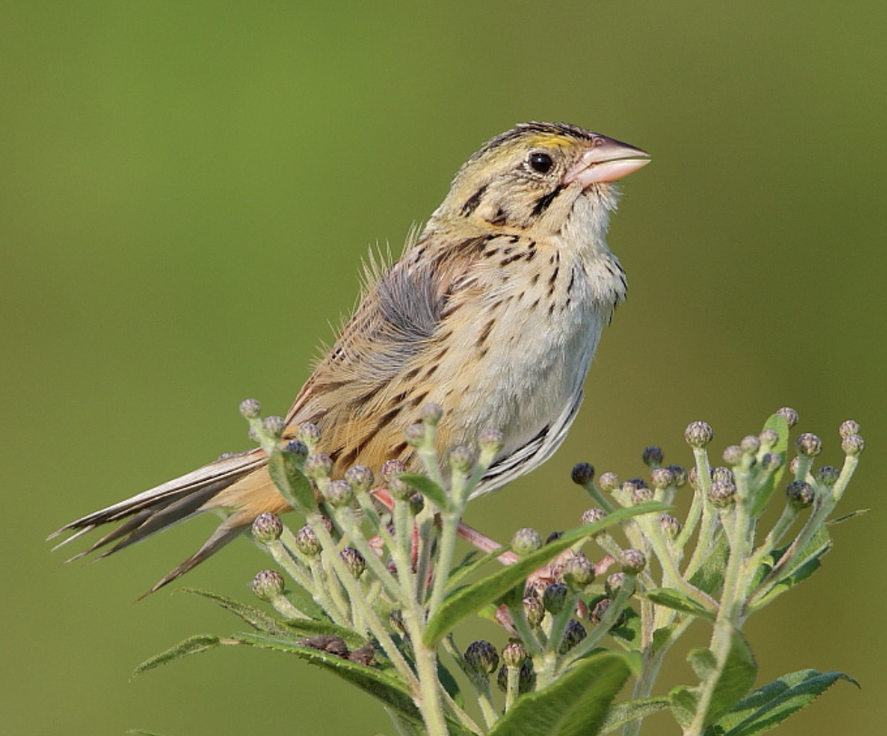 <p>What is this bird?</p>