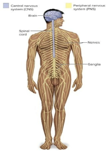 <p>Carries information to CNS from different tissues of the body and carries commands from the CNS that alter body activities<br>Entire nervous system except the brain and spinal cord; composed of nerves and ganglia<br>Nerve —&gt; bundle of axons in PNS<br>Ganglion—&gt; bundle of cell bodies in PNS</p>