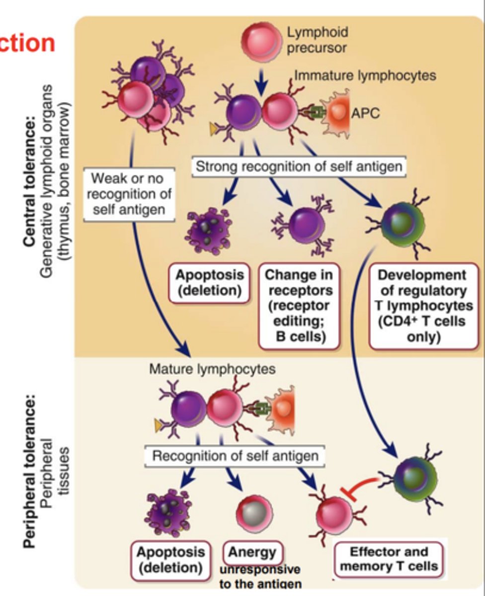 <p>- <span class="bgB">primary (central) lymphoid organs</span></p><p>- eliminates or alters</p><p>- <span class="bgP">self antigens</span></p>