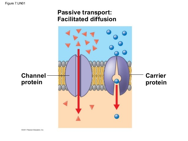 <p>type of diffusion that requires <strong>specialized membrane</strong>-<strong>embedded proteins </strong>to <em>bind </em>to and <em>transport </em>molecules across the membrane</p>