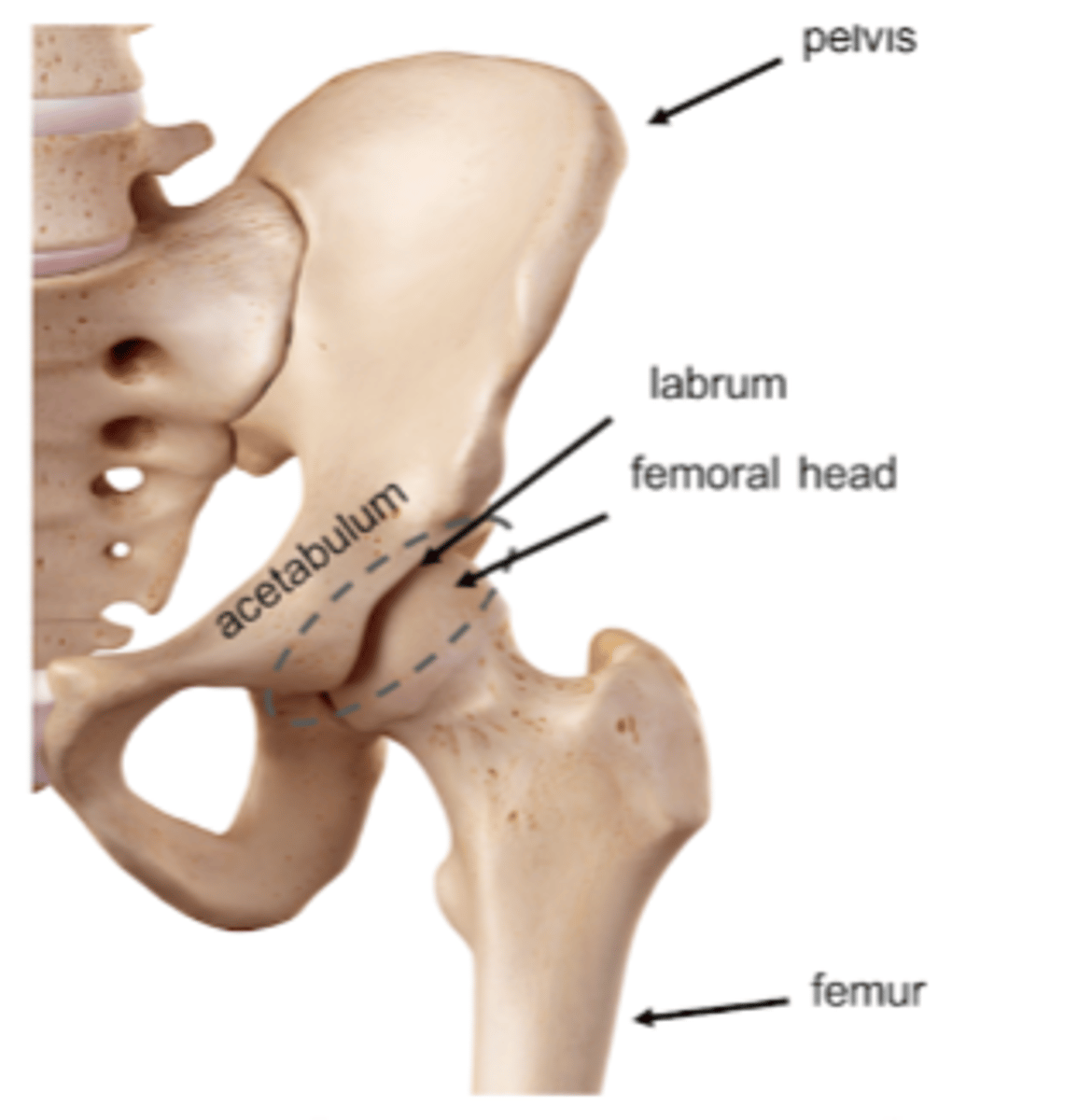 <p>The hip joint</p>