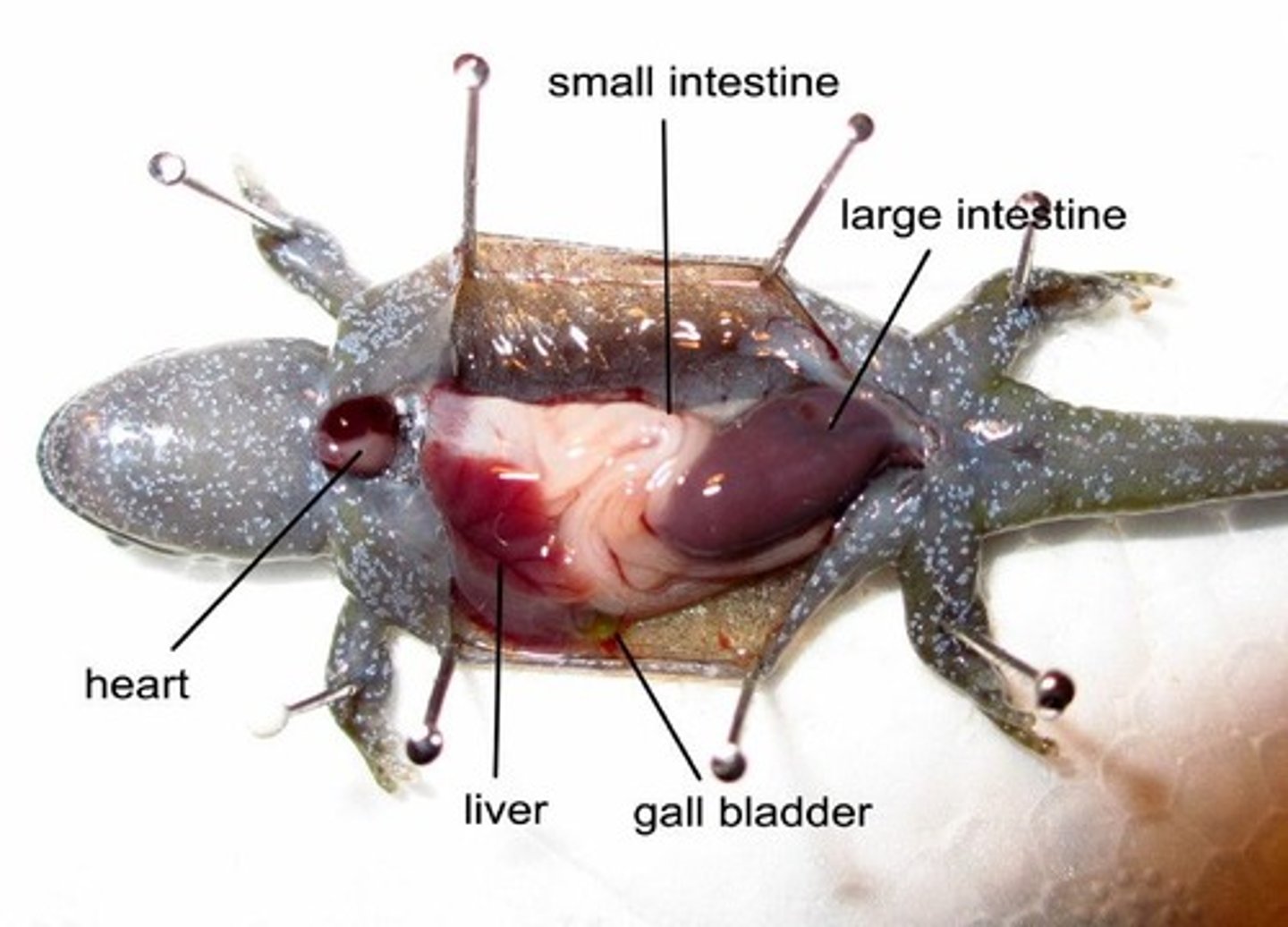 <p>heart: pumps blood</p>