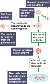 <p>cloning and transporting stem cells of a patient back into their body</p>