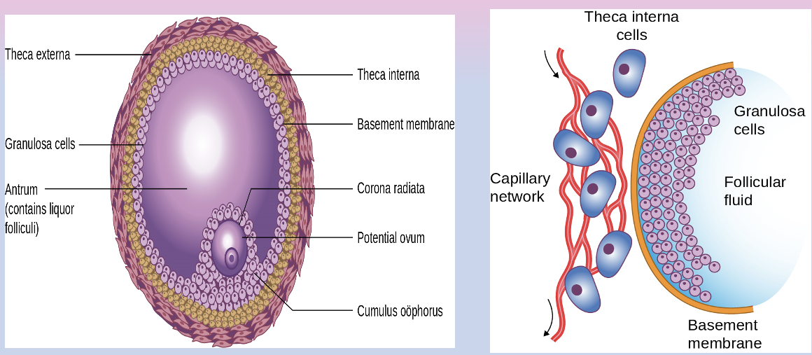 <ol><li><p>highly structured relationship bt outer layers of theca and inner layers of granulosa separated by basement membrane</p></li><li><p>basement membrane creates a physical barrier that allows fluids to pool and final structures of follicle to form, creates a blood barrier </p></li><li><p>as follicle develops, egg develops its own barrier, Zona Pellucida </p></li></ol>