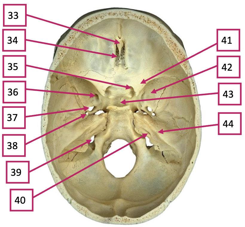 <p>34</p>