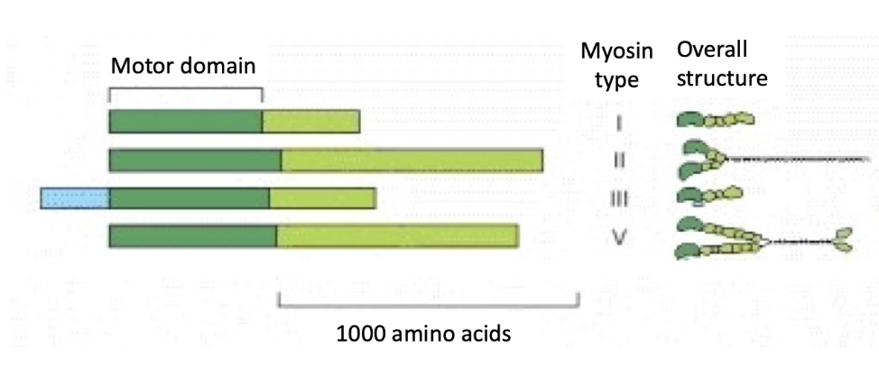 <ul><li><p><strong>Myosins = actin-based motor proteins</strong></p></li><li><p>Use <strong>ATP hydrolysis</strong> to "walk" along <strong>actin filaments</strong></p></li><li><p>Most move toward <strong>plus-end</strong></p></li><li><p>(3/8) Key families:</p><ul><li><p><strong>Myosin I, II, V</strong> → found in most eukaryotic cells</p></li></ul></li><li><p>Structure:</p><ul><li><p><strong>Head (motor) domain </strong>at N-terminus:</p><ul><li><p>Binds actin</p></li><li><p>Hydrolyzes ATP</p></li></ul></li><li><p><strong>Tail domain</strong>:</p><ul><li><p>Varies to carry <strong>different cargo</strong> or interact with different targets at different rates</p></li></ul></li></ul></li></ul><p></p>