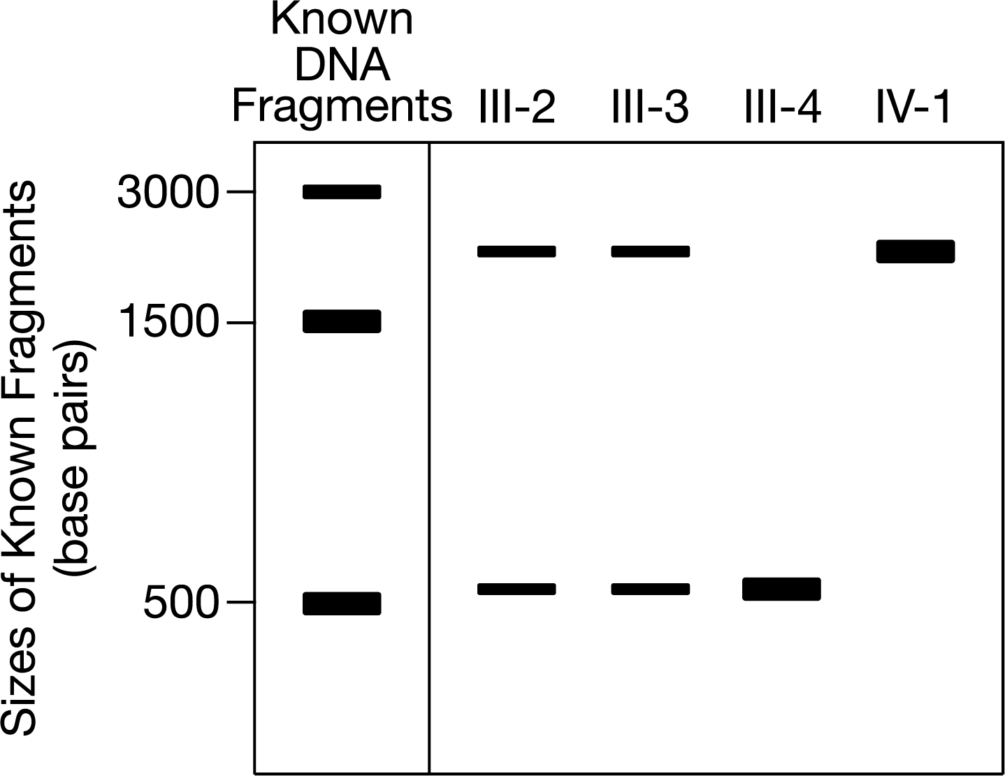 <p>(CLUSTER) Which of the following statements best describes the results seen in Figure 2 ?</p><p>A) Individuals 3-2 and 3-3 carry two different alleles of the FXN gene, a mutant allele and a wild-type allele. Individual 4-1 inherited two copies of the mutant allele.</p><p>B) Individuals 3-2 and 3-3 carry two different alleles of the FXN gene, a mutant allele and a wild-type allele. Individual 4-1 inherited two copies of the wild-type allele.</p><p>C) Individuals 3-2 and 3-3 both carry two wild-type alleles. Individual 4-1 inherited two copies of the wild-type allele.</p><p>D) Individuals III-2 and III-3 both carry two wild-type alleles, but individual IV-1 inherited one copy of the wild-type allele and one copy of the mutant allele.</p>