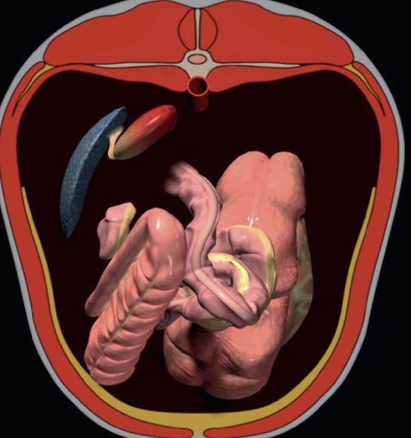 <p>-aorta and iliac arteries</p><p>-caudal pole of left kidney</p><p>-nephrosplenic ligament</p><p>-caudal border of spleen</p><p>-pelvic flexure</p><p>-small colon with fecal balls</p><p>-bladder</p><p>-female repro organs</p><p>-cecum (medial cecal band)</p>