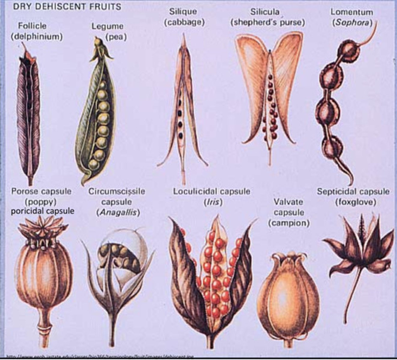 <p>Split open and release seeds</p>