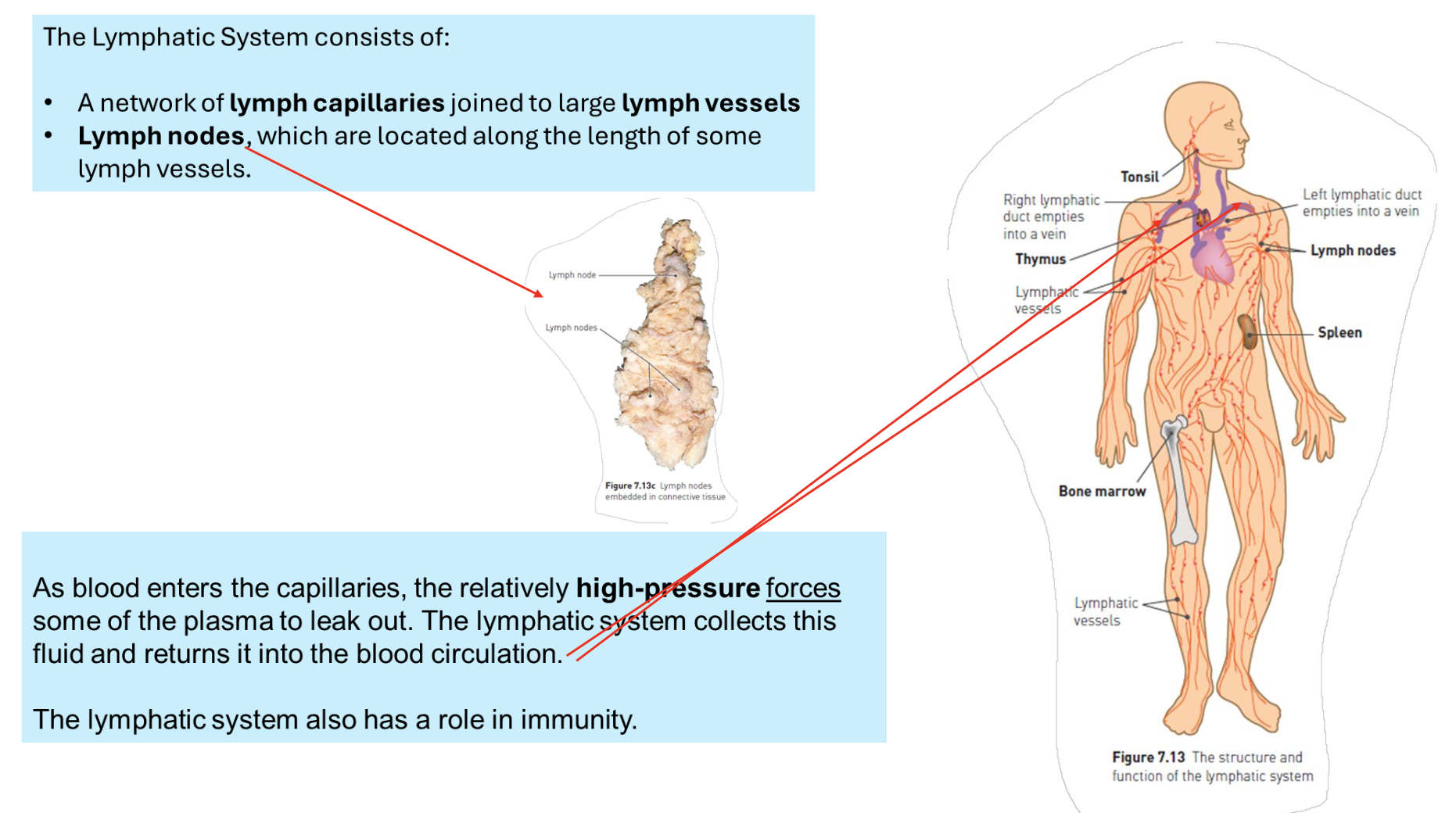 <p>Lymph vessels transport lymph fluid back to the bloodstream and include lymph capillaries, which absorb interstitial fluid, and lymph veins, which carry lymph to lymph nodes. Lymph nodes filter lymph, trapping pathogens and facilitating immune responses. </p>