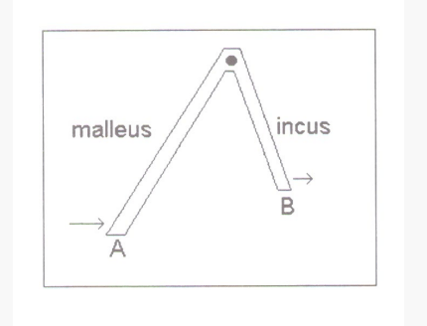 <p>the increase in force will be proportional to the ratio of the two lengths (length of the malleus and incus)</p>