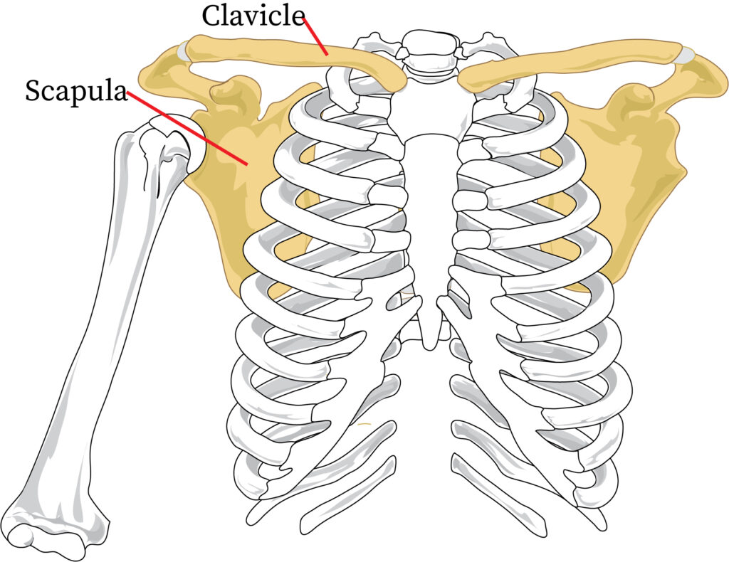 <p>Has the clavicle and scapula is</p>