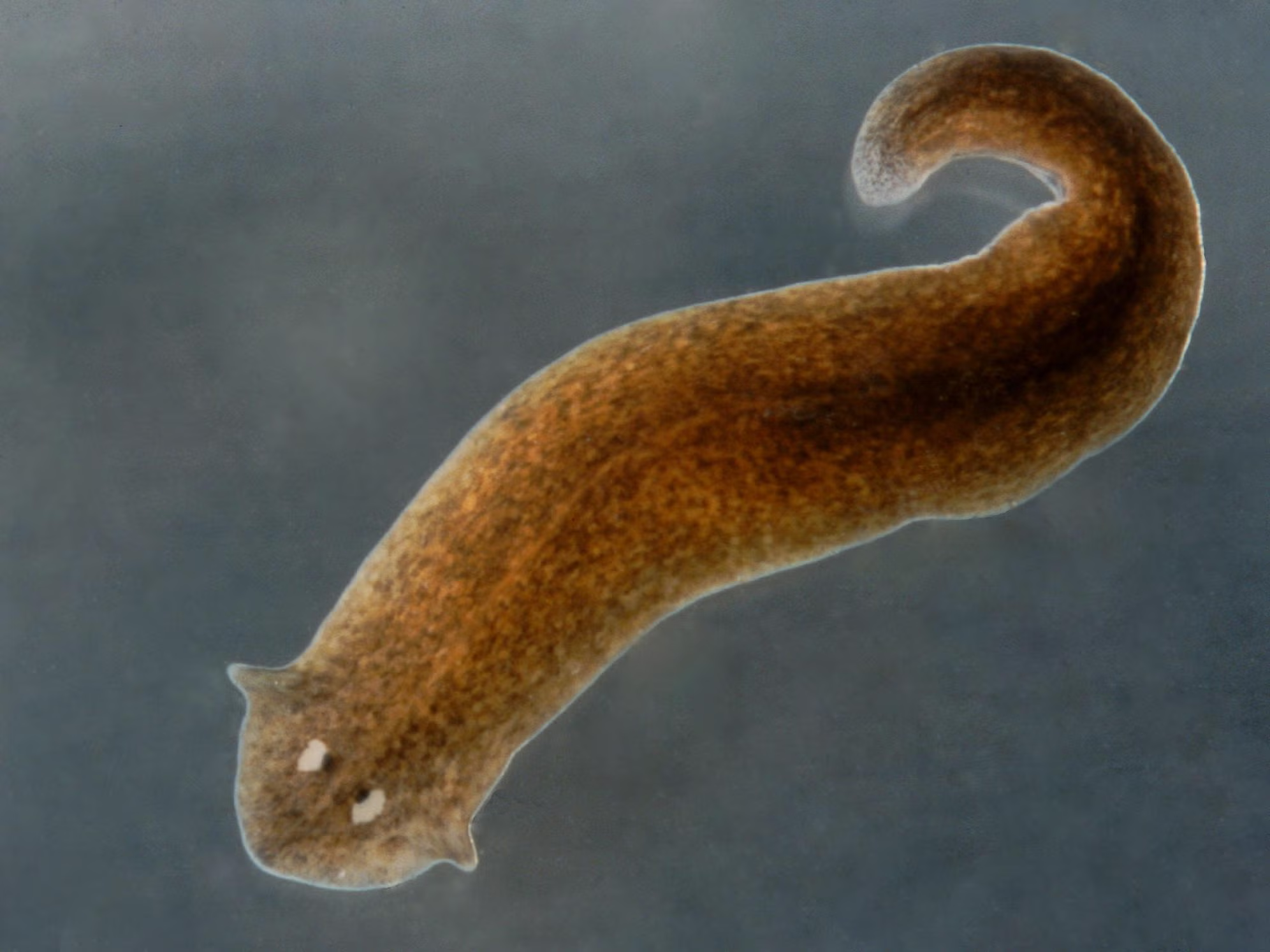 <p>Planarians</p>
