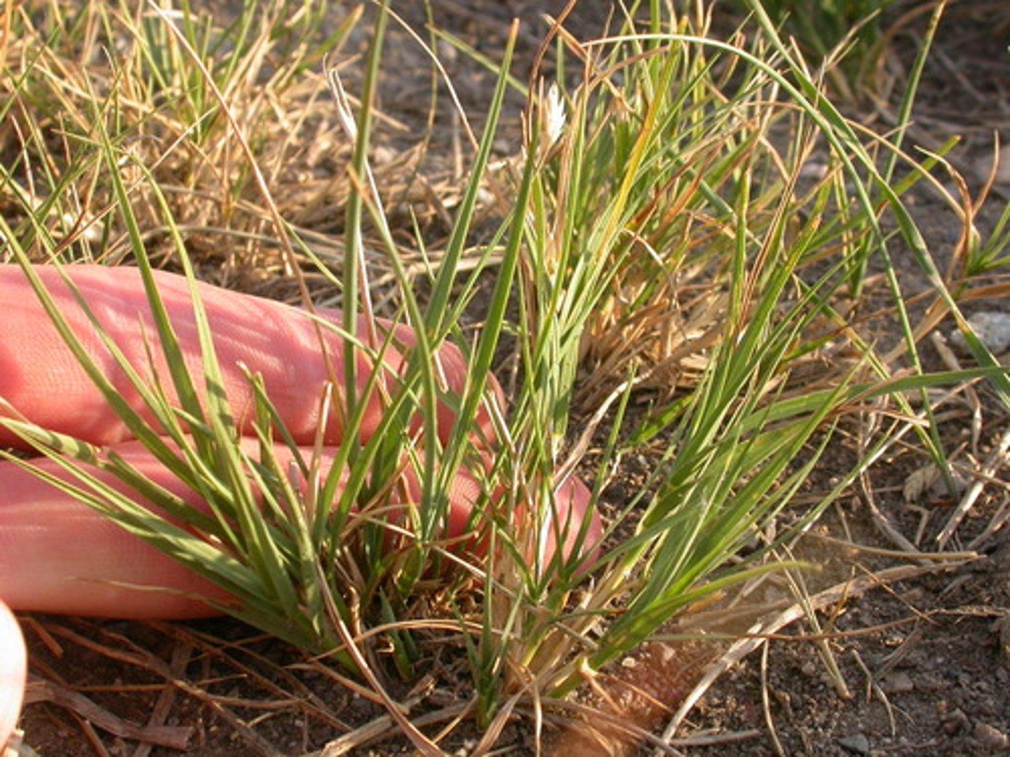 <p>Salt grass</p>