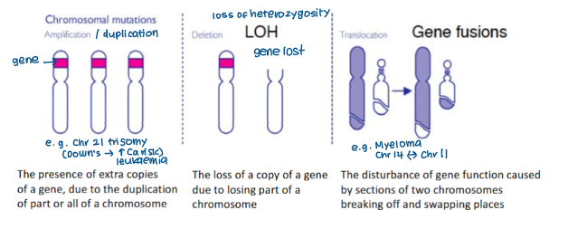 <p>Downs syndrome</p><p>Increased risk of leukaemia</p>