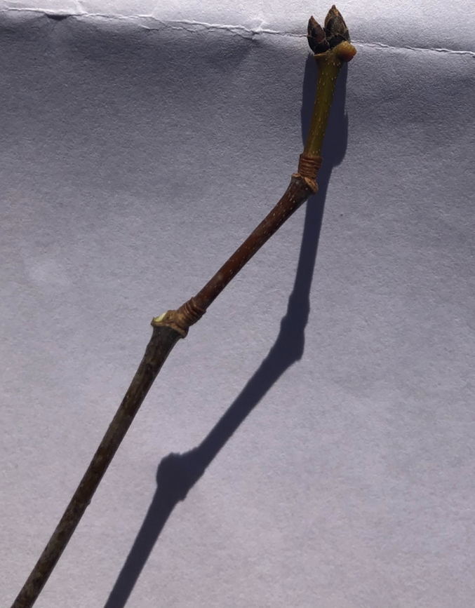 <p> Acer griseum light preference </p>