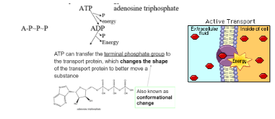 <ol><li><p>requires energy (atp)</p></li><li><p>performed by specific proteins embedded in the membranes</p></li><li><p>low-high concentrations</p></li><li><p>substances moving AGAINST the concentration gradient</p></li><li><p>examples: pumps, exo/endocytosis</p></li></ol><p></p>