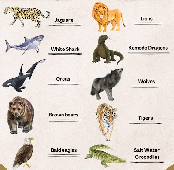 <p>Apex Predator</p>