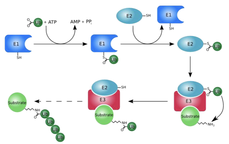 <p>This is a protein modification that happens with the aid of 3 enzymes and is post-translational</p><p></p><p>The process of attaching ubiquitin to a target protein is a multi-step enzymatic cascade that requires energy.</p><p></p><p>-E1=ubiquitin protein-activating E1 enzyme, then transfers to E2=Ubiquitin conjugating enzymes which is conjugation step; THEN —> E3=ubiquitin ligases, which recognize the protein substrates. And transfers the ubiquitin from the E2 enzyme to the target protein, forming a covalent bond.</p><p>Ub=ubiquitin</p><p></p><p>It can act as a switch, turning cellular signaling pathways on or off by changing a protein’s function or localization.</p>
