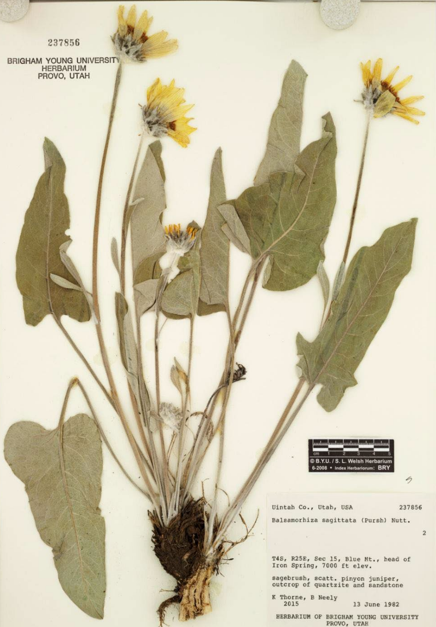 <p>Massive, arrow-shaped basal leaves; small leaves near head. very large yellow heads; hairy bracts. Solitary sunflower-like flower.</p>
