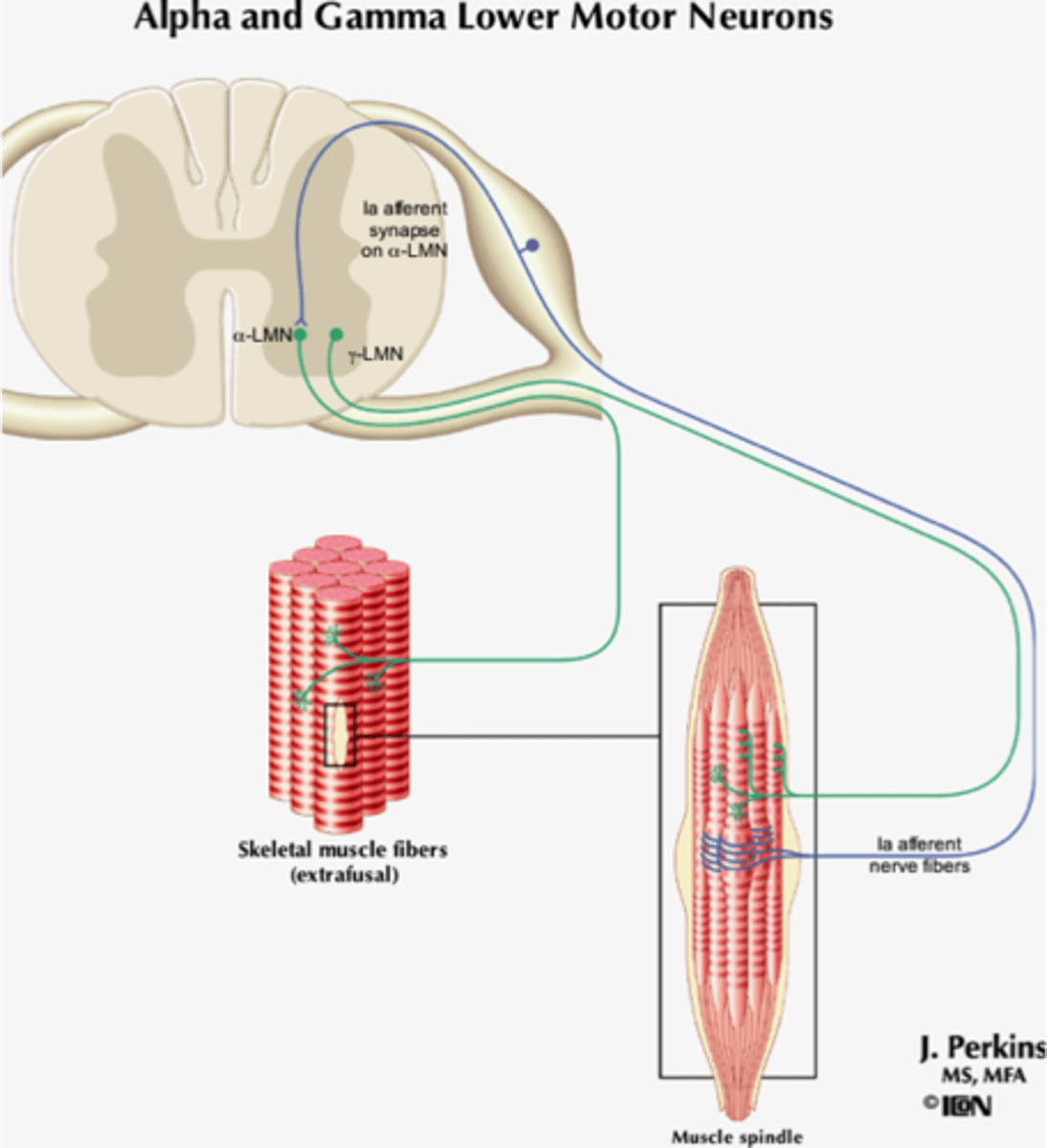 <p>- Carry impulses from the brain and spinal cord to muscles and glands</p><p>- Deliver info from CNS to periphery (via efferent fibers)</p>