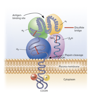 <p><span><span>MHC Class I components</span></span></p>