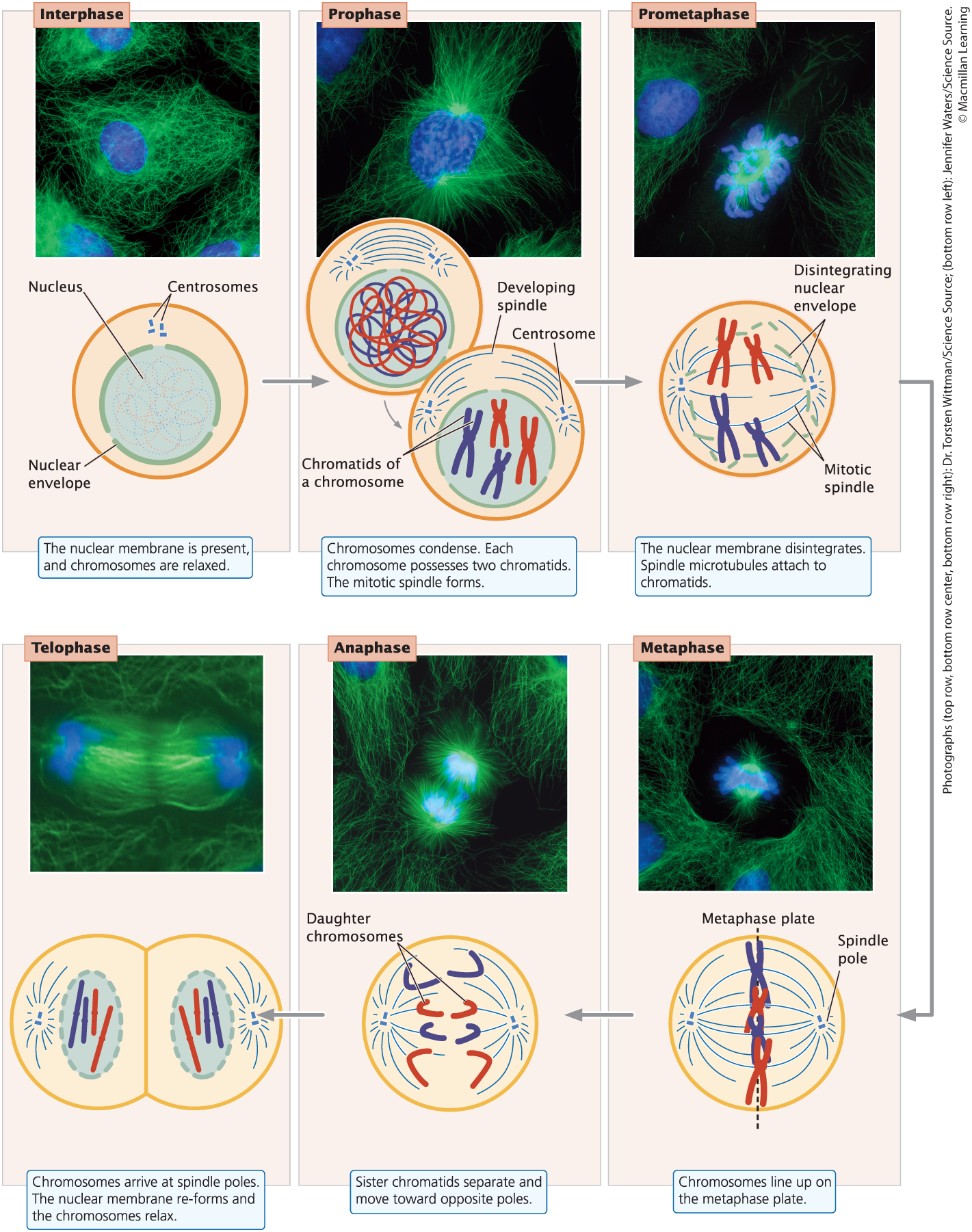 <p>Mitotic phase: includes mitosis and cytokinesis</p><p><span>Includes Prophase, Prometaphase, Metaphase, Anaphase, and Telophase</span></p>