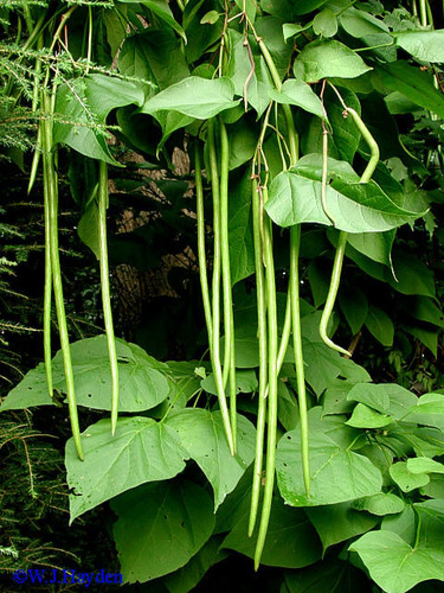 <p>large cordate leaves, whorls of 3; LONG capsules!!! -- not beans</p>