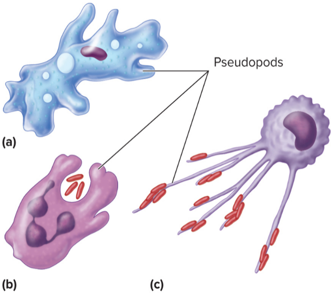 <p>Membrane transport</p>