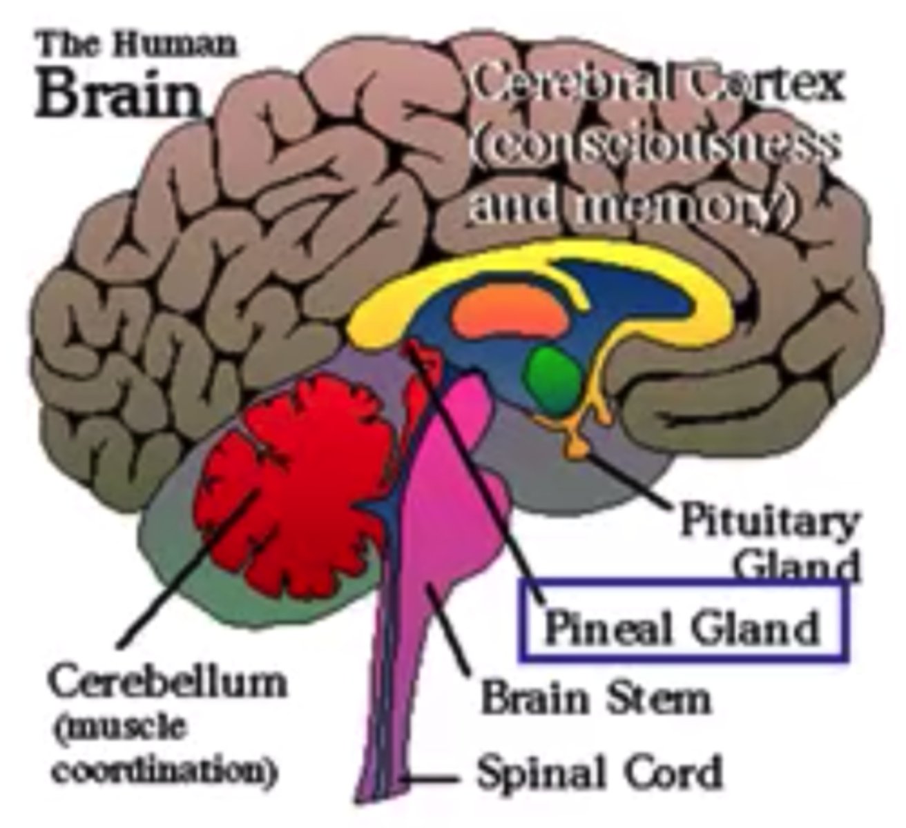 <p>pineal gland</p>