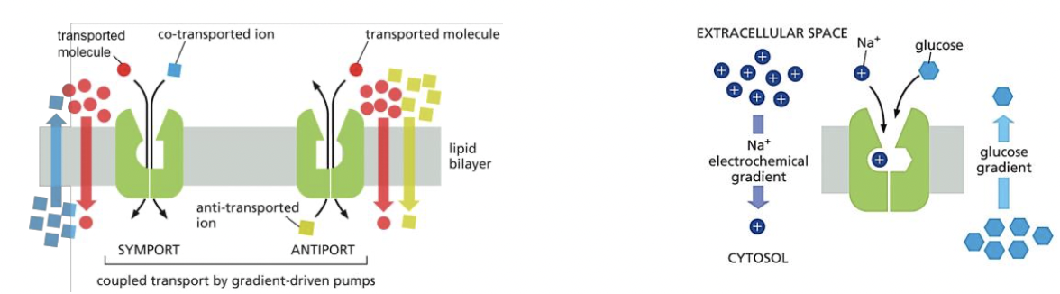 * symport: 2 solutes moved insame direction
* antiport: 2 solutes moved in opposite directions 
* both: free energy from 1st solue moving down its electrical gradient is used to transport the 2nd solute against its chemical gradient 