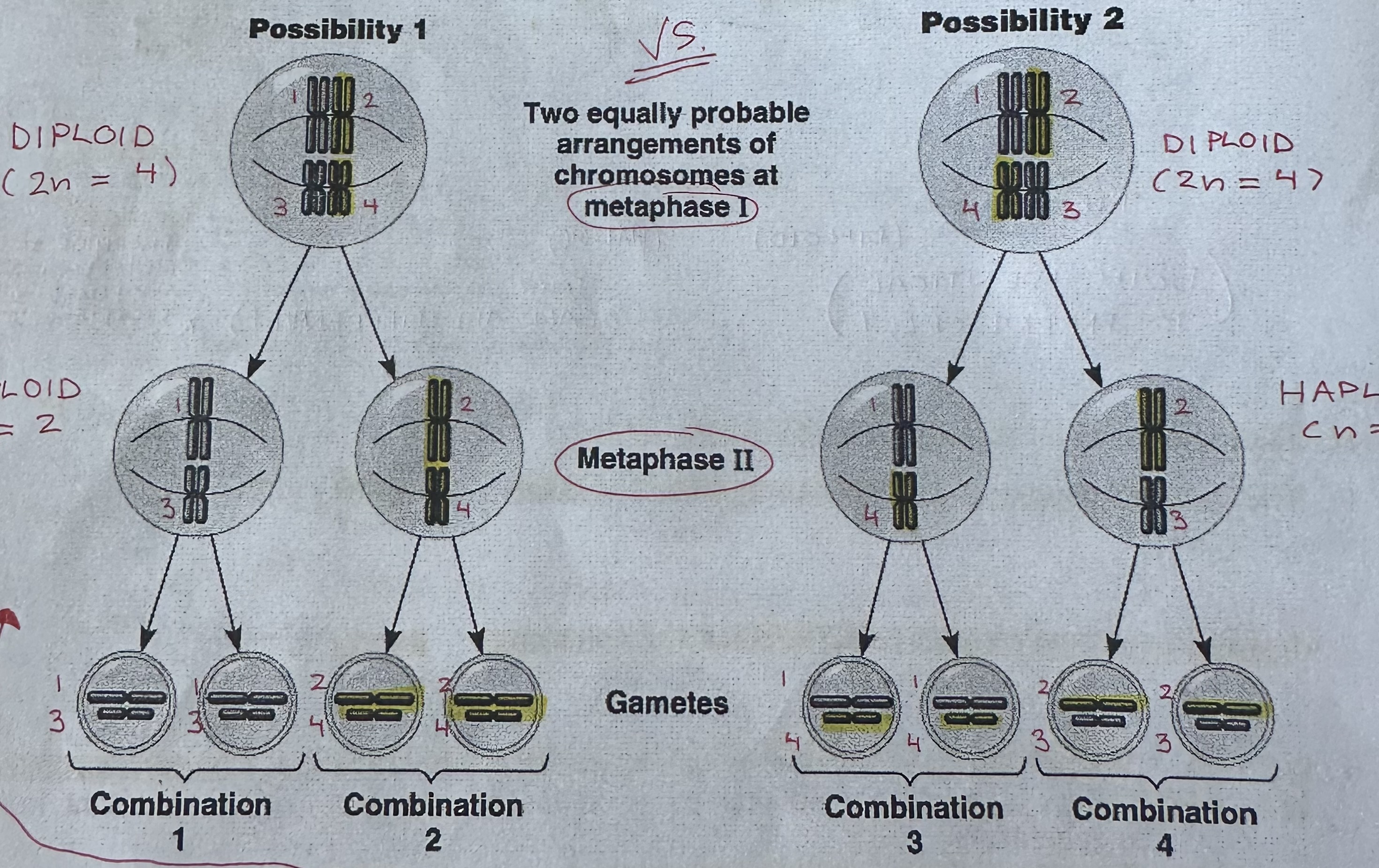 <p>At metaphase I, <strong><u>random</u></strong> lining up of homologous chromosomes one maternal (mom) and one paternal (dad) create many possible gamete chromosomes combinations.</p>