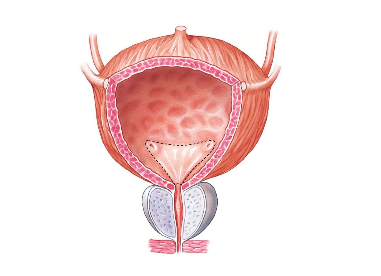 <p>what is the urinary bladder? parts and function?</p>