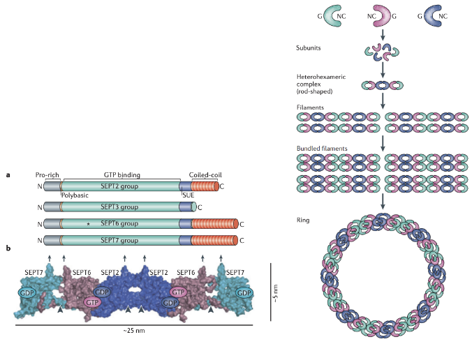 \
* Individual septin proteins have a GTP-binding domain near their N-terminus and an a-helical coiled coil region at their C-terminus. The role of GTP hydrolysis in filament assembly is not yet known
* 2 NC domains interact, 2 G domains interact forming a hexamer or octomer
* Septins are thought to form nonpolar subunits of heterohexamers or heterooctamers that can further assemble into filaments, rings or cage-like structures (like contractile ring)
